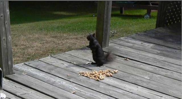 Black Squirrel at Len's Cottage
