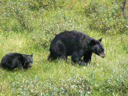 Bears Feeding